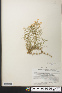 Phlox subulata image