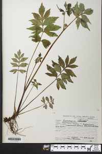 Hydrophyllum virginianum image