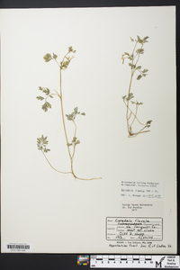 Corydalis flavula image