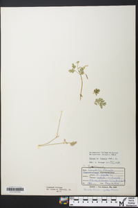 Corydalis flavula image