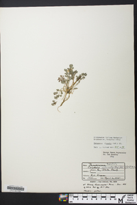 Corydalis flavula image