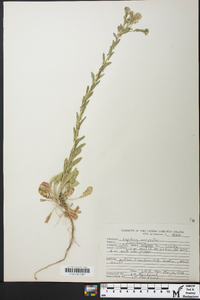 Lepidium campestre image