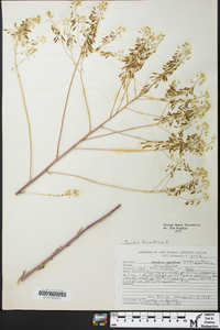 Isatis tinctoria image