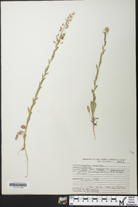 Lepidium campestre image