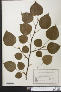 Pyrus calleryana image