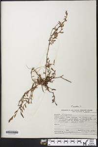 Polygonum erectum image