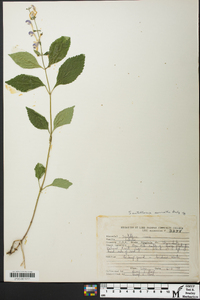 Scutellaria serrata image