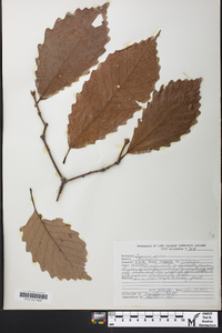 Quercus montana image