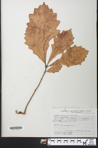 Quercus bicolor image