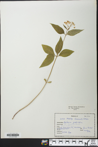 Asclepias quadrifolia image