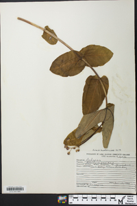 Asclepias amplexicaulis image