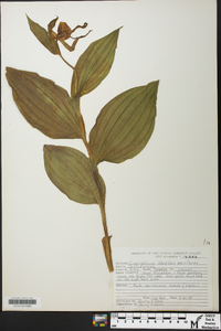 Cypripedium parviflorum var. pubescens image