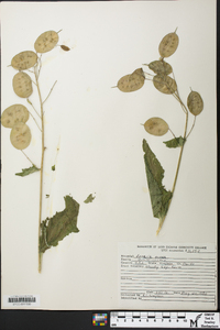 Lunaria annua image