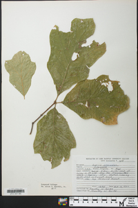 Quercus × bushii image