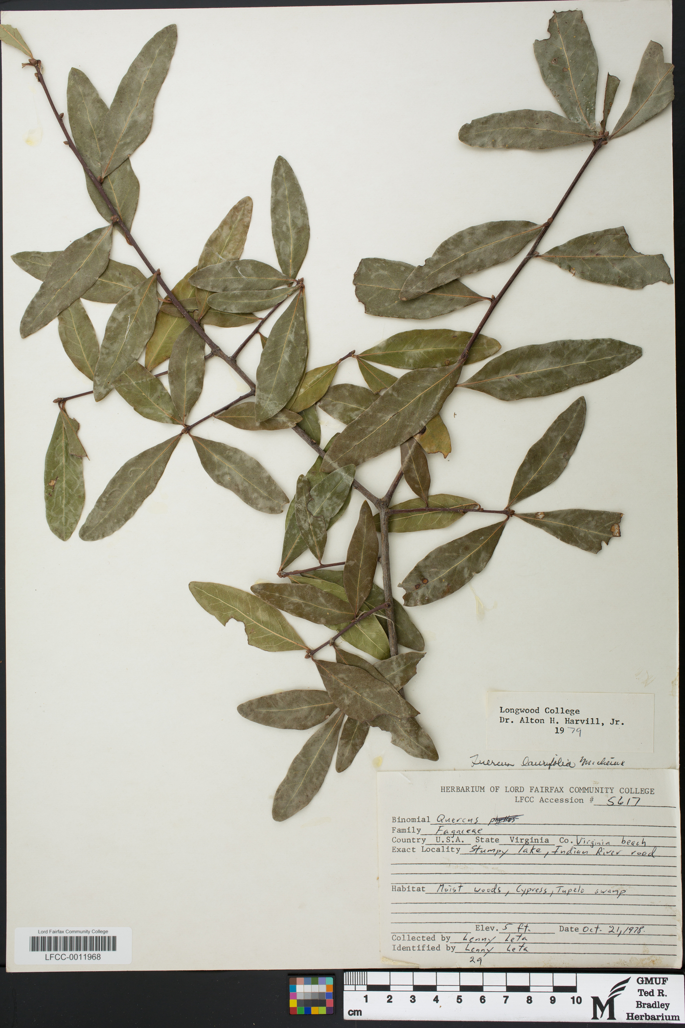 Quercus laurifolia image