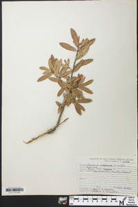 Quercus laurifolia image