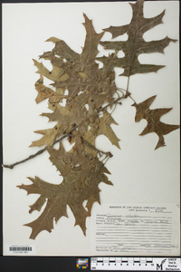 Quercus palustris image