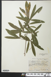 Quercus phellos image