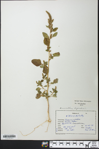 Amaranthus hybridus image