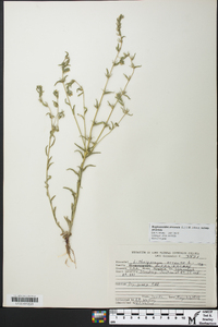 Buglossoides arvensis subsp. arvensis image