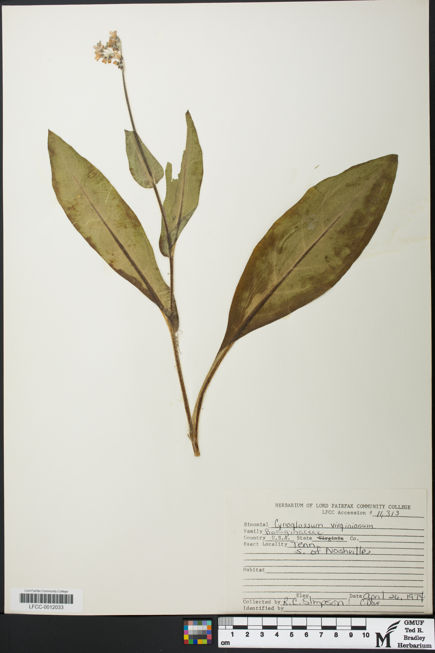 Andersonglossum virginianum image