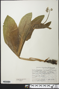 Andersonglossum virginianum image