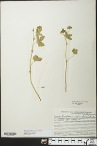 Potentilla indica image