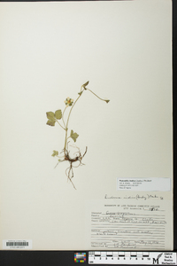 Potentilla indica image