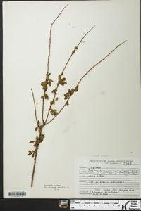 Spiraea latifolia image