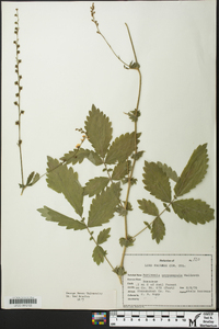 Agrimonia gryposepala image