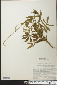 Agrimonia parviflora image