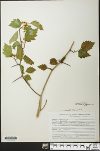 Crataegus intricata image