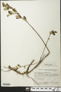 Aronia melanocarpa image