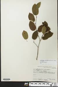 Amelanchier x intermedia image