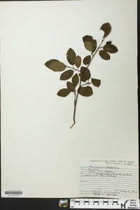 Amelanchier spicata image