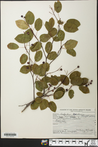 Amelanchier canadensis image