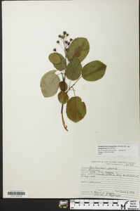 Amelanchier sanguinea image