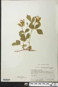 Rubus flagellaris image