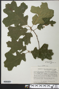 Quercus × bushii image