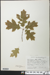 Quercus x robbinsii image