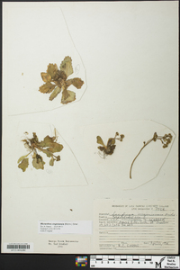 Micranthes virginiensis image