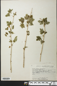 Ribes hirtellum image