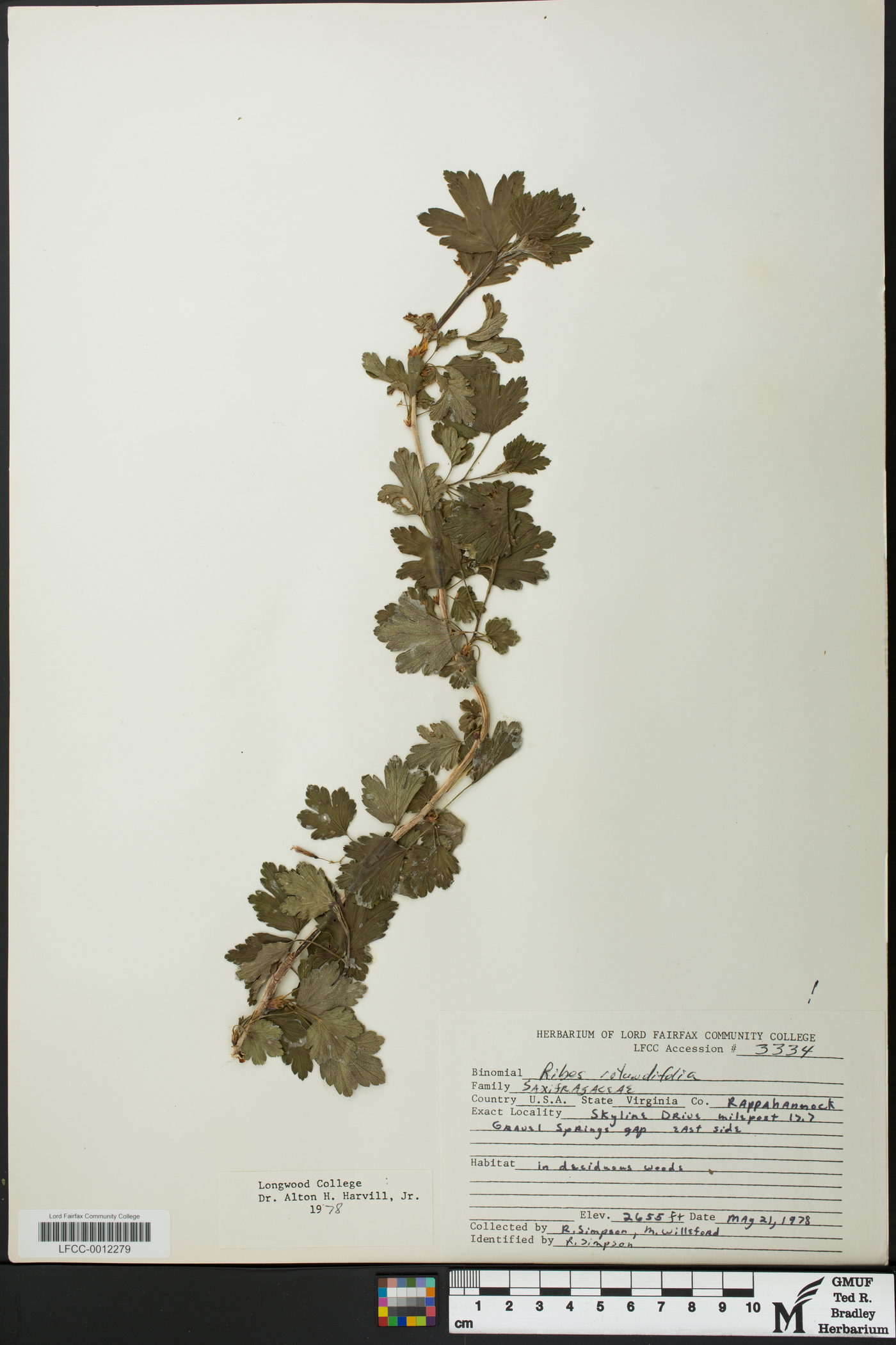 Ribes rotundifolium image