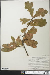 Quercus x sterrettii image