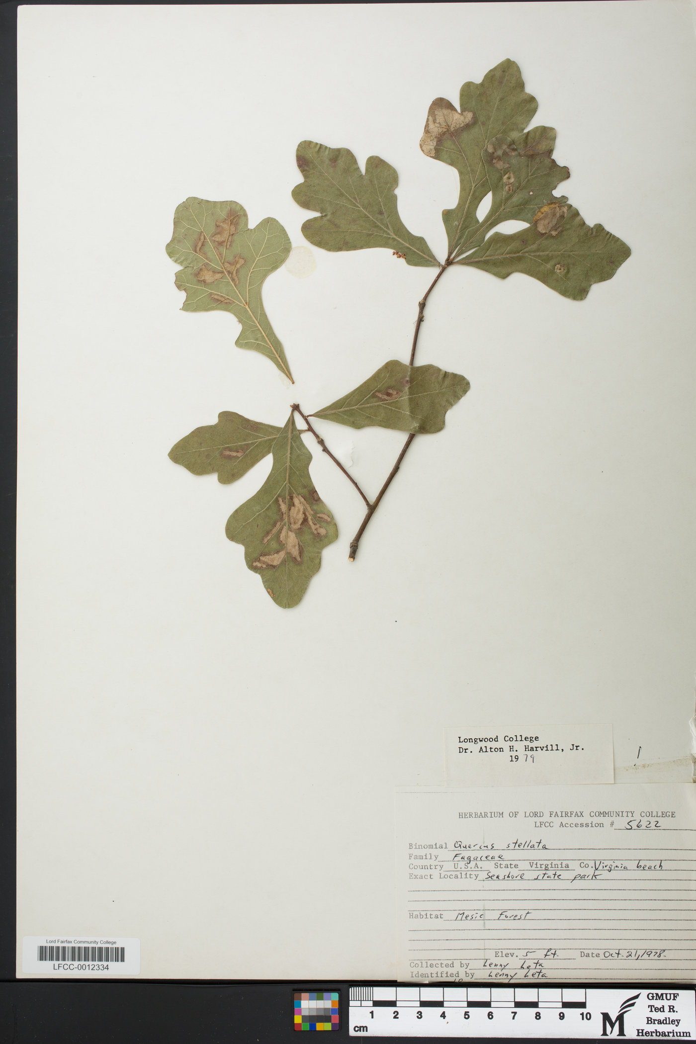 Quercus x sterrettii image