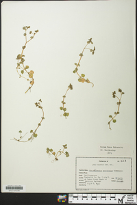 Chrysosplenium americanum image