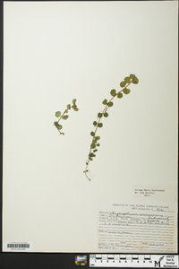 Chrysosplenium americanum image