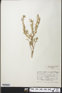 Oenothera humifusa image