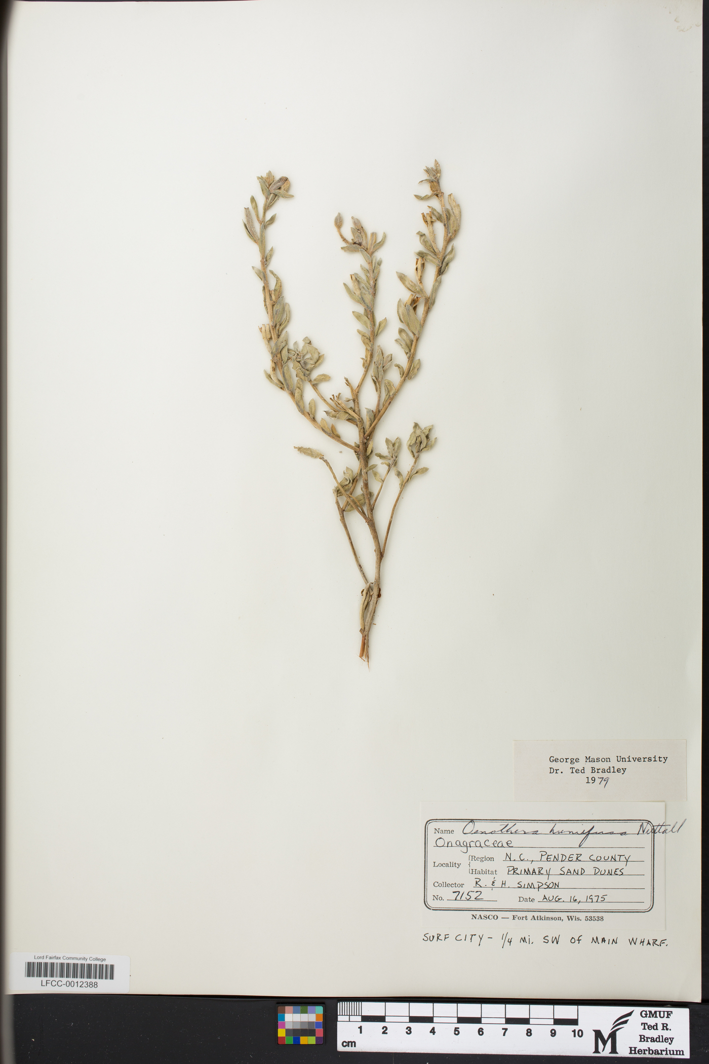 Oenothera humifusa image