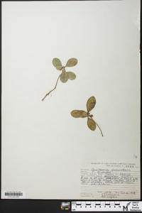 Gaultheria procumbens image